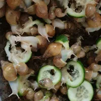 حلزون|خزنده|تهران, طیب|دیوار