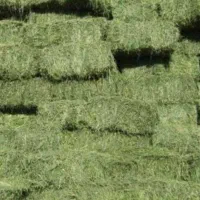 خریدار یونجه خشک باقیمت بالا