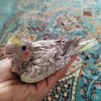 جوجه عروس هلن. d