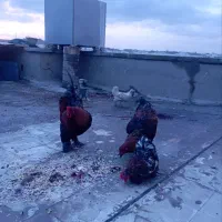 فروش مرغ و خروس برهما