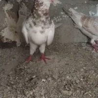 کبوترسار