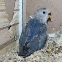 جوجه سرلاکی کوتوله برزیلی رنگ خاص رام