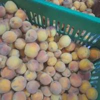 هلوسالم سایزمتوسط هسته جدا