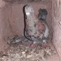 کبوتر هفرنگ