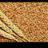 فروش گندم بوجاری شده ابی