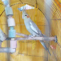 عروس هلندی