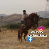 اسب شناسنامه