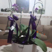 یک عددگل آرکیده