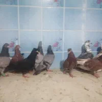 20عددکبوتر معمولی و پلاکی