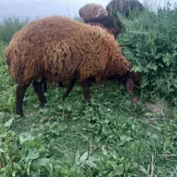 بره نرینه
