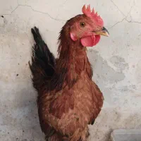 فروش جوجه خروس