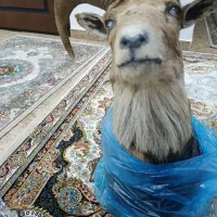 مجسمه بز کوهی