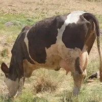 گاو سیمینتال با گوساله سیمینتال نر