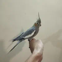 عروس هلندی سخنگو