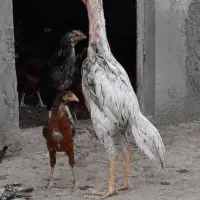 جوجه لاری اوشامو