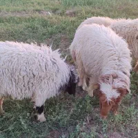 گوسفند