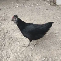 مرغ گلین اصیل طوسی