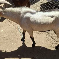 پازن شکالی خوشتیپ