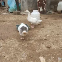 جوجه غاز 3ماه