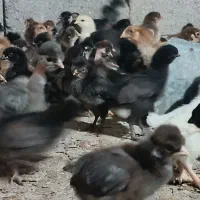 مرغ  جوجه بومی بلک استار گلپایگانی (15 روز)