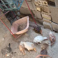 جوجه|حیوانات مزرعه|چرام, |دیوار