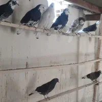 کبوتر پرشی