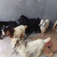 کهره نر