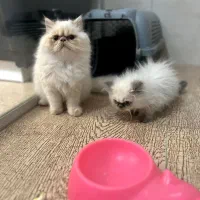 یک دنیا عشق در یک توپ پشم کوچک