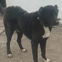 سگ گله ونگهبان