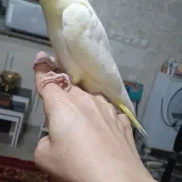 ۲عدد عروس هلندی گم شده