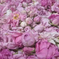 فروش گلاب خانگی