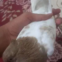 دوکبوتررنگی