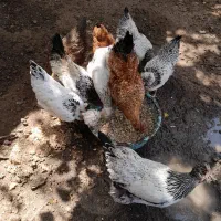 مرغ خروس محلی
