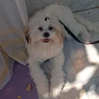 ۸ ماهه|سگ|بردسکن, |دیوار