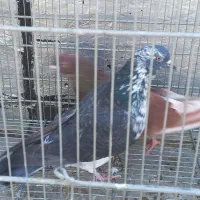 کبوتر تهرانی