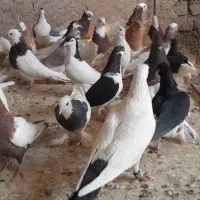 30تا رنگه پرشی