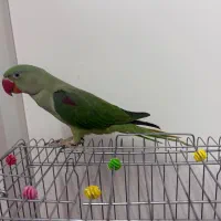 جوجه شاه طوطی نر شاه تخم
