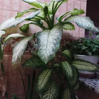 گُل طبیعی