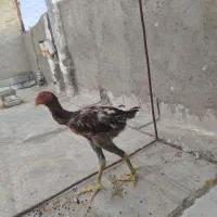 جوجه خروس لاری