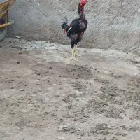 خروس لاری
