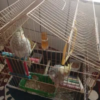 عروس هلندی