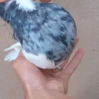طوقی الماسی نر