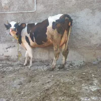 گاوشیری شکم دوم شیر۱۲ک ۲ماه تلقیح شده