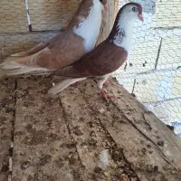 نروماده طاقی