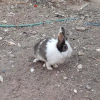 ۲ عدد خرگوش ناز