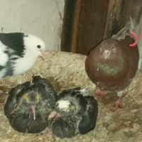 کفتر ، جوجه کفتر