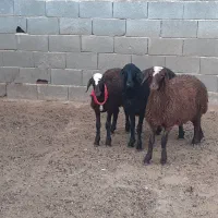 بره ماده افشار،میش،بز