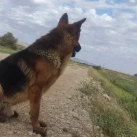 سگ ژرمن