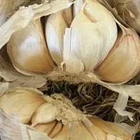 سیر بذری درجه یک