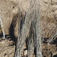 نهال کبوده یک ساله